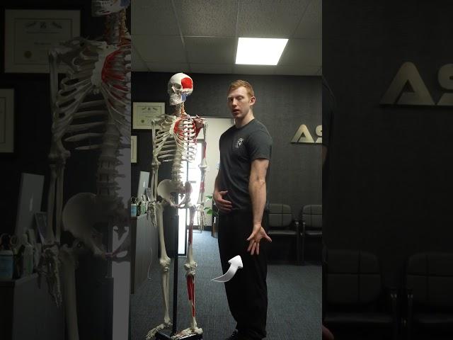 Addiction/abduction explained #anatomy #massagetherapy