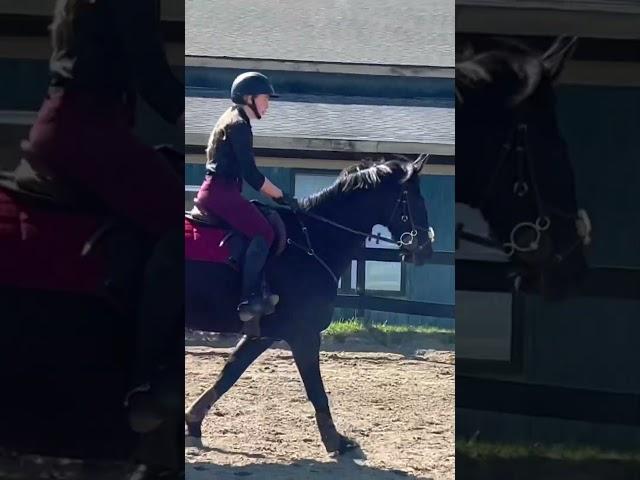 Tanner was very good for schooling at cedar lodge.Show ready for tmr #horse #equestrian #showjumping