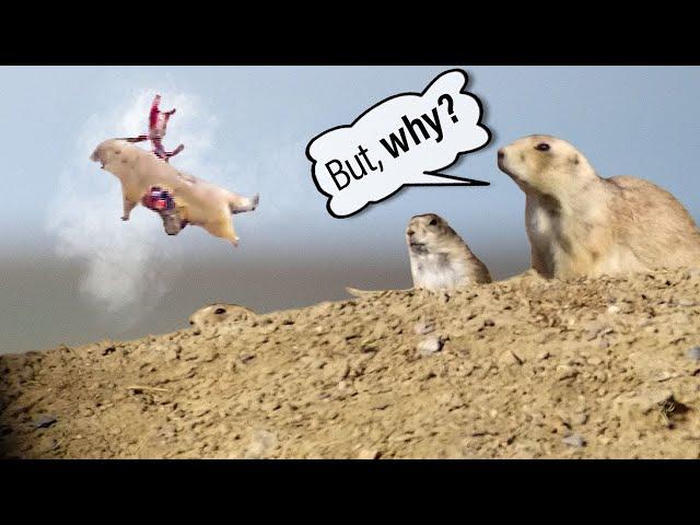 Prairie Dog Hunting Armageddon 4! Why we shoot prairie dogs