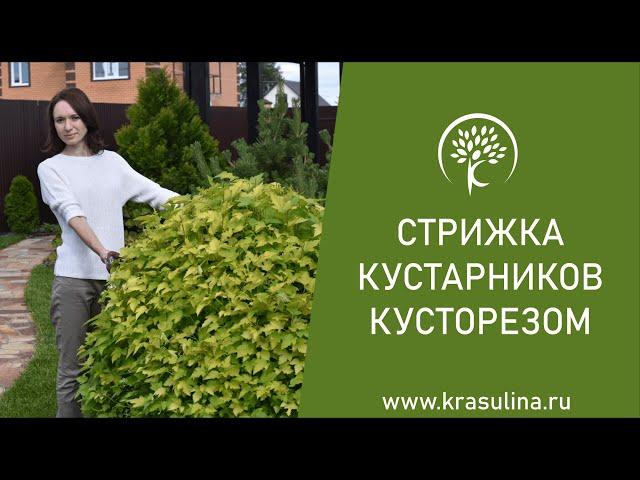 Стрижка кустарников кусторезом