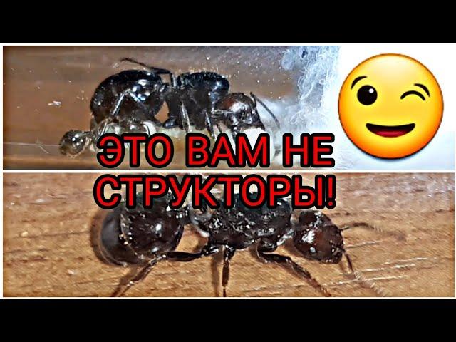 Безумно интересные муравьи messor barbarus.Это вам не структоры!