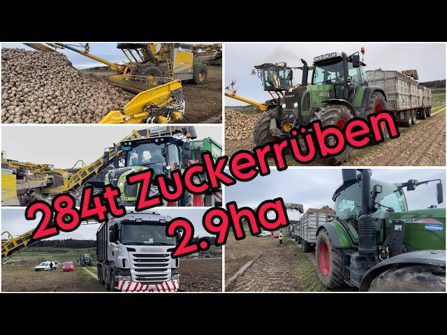 284t/2.9ha Zuckerrüben abtransportiert