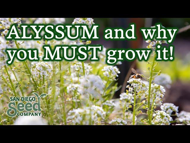 Planting Alyssum Flower Seeds for a Successful Garden | How To Plant & Care For Them