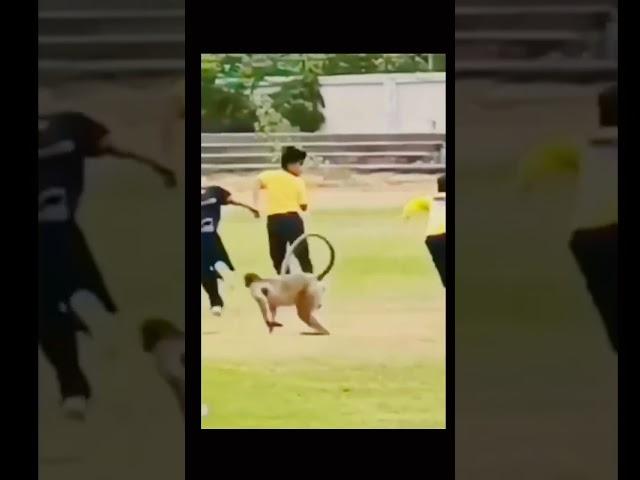 Monkey kick #shorts #viralvideo #funny #monkey #kick l