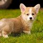 @Corgi-Lover-4-Ever
