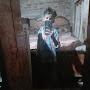 @gulabmasih987