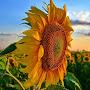@user-Fox2kc6fu4t