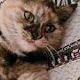 @user-wz1yg9hs3c