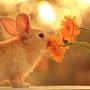 @country_bunny9694