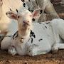 @HAJENASEERDAIRY133