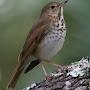 @hermeticthrush4452