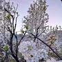 @shafiqtabssum6338