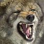 @wolfy1987