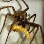 @NorthEastSpiders