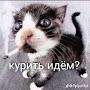 @6cmVstoyake