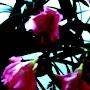@flowers-x9v