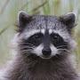 @raccoon2516