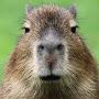 @Elithecapybara