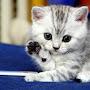 @Котякошечка-ш8д