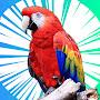 @Mr.Parrot855