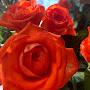 @Vetka_31rus