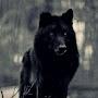 @aalonewolf