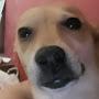 @pets1654