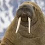 @ThaRealWalrus