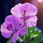 @purpleflower-oy9xh
