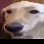 @butterdog7236