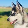 @lobothehuskyyy3129