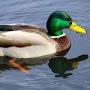 @Randomduck8