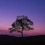 @Lonely.Tree.4ever