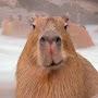 @Capybara_000