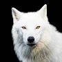 @WhiteWereWolf87