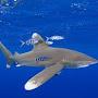 @oceanicwhitetip8984