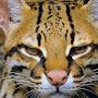 @ocelot108
