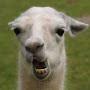 @llamajtv3535