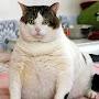 @ChonkyCat9000