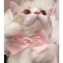 @cattymeowww463