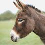 @donkeyhead68