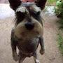 @Jeffthegoofyahhdog