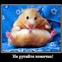 @ДиванныйАльфа-Хомяк