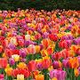 @popmusicandsugar6980