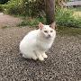 @ねこみん本日無職になりまして