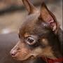 @cute_doggoarchive6430