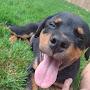 @RottweilerAdventures