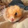 @HamsterBoris-z7y