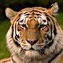 @Tiger-hb1zq