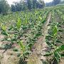 @goldenyadavagriculture